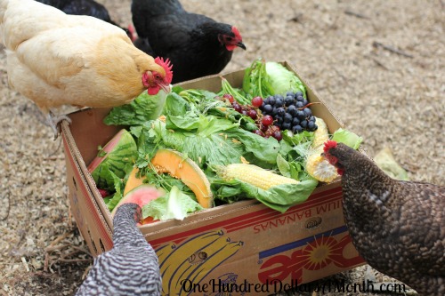 I-feed-my-chickens-scraps